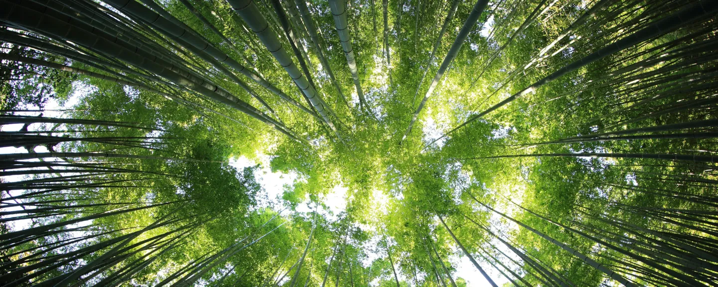 Looking up at a tree canopy