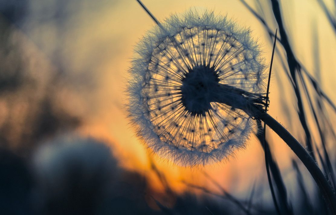 flower and sunset